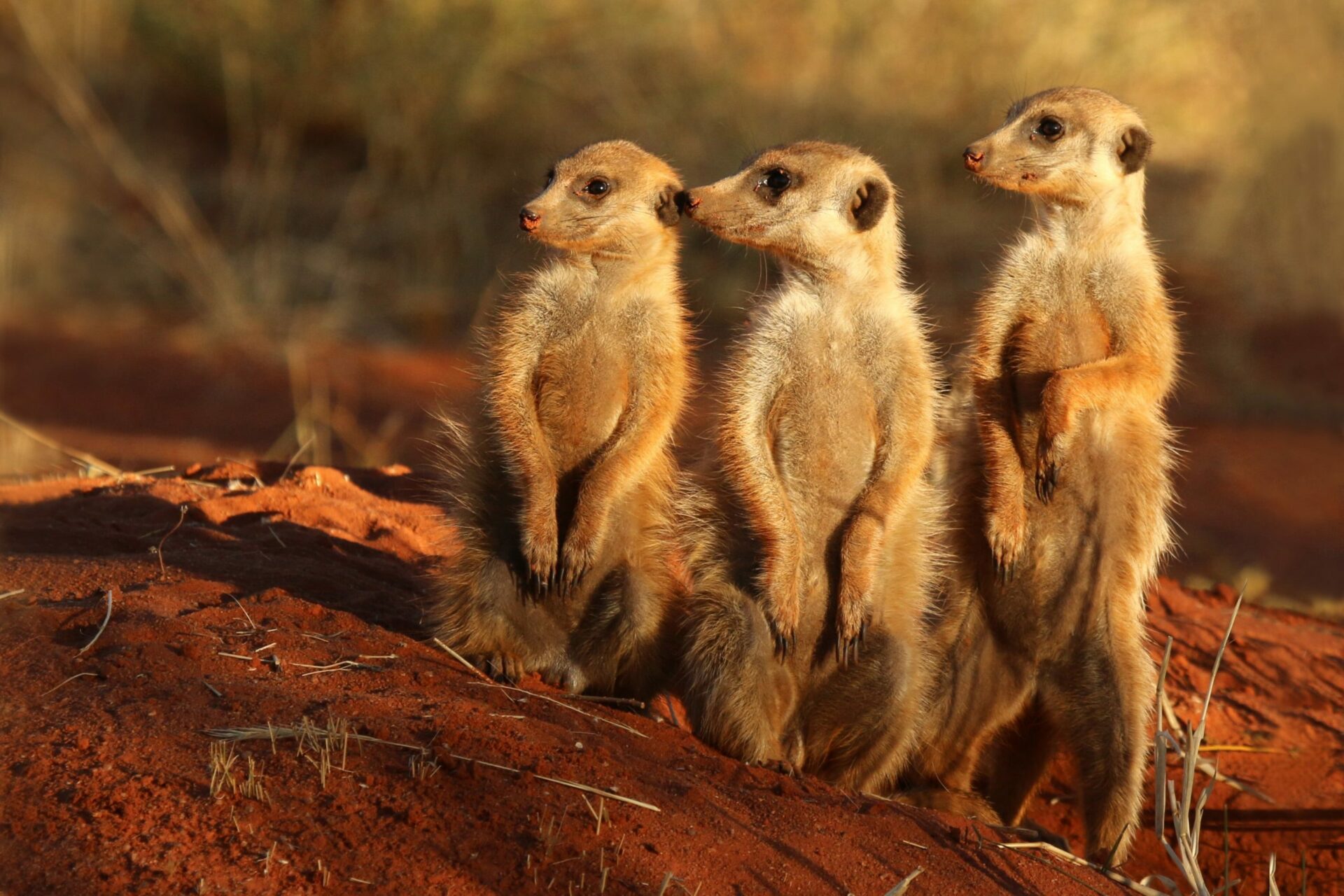 A meerkat standing alert in its natural habitat.