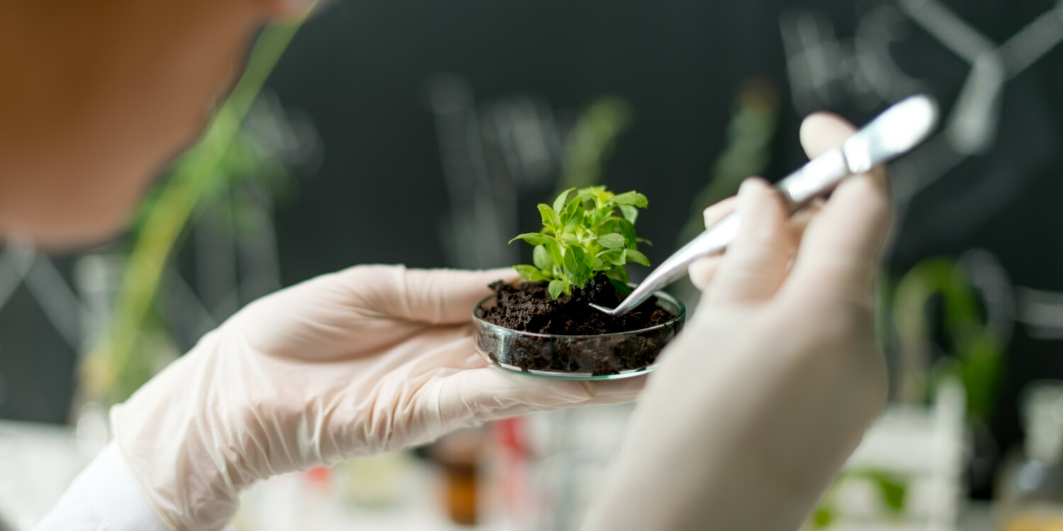 A person putting a fertilizer on a plant gently.