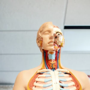 Biology skull and anatomy