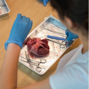 Student performing heart autopsy in a biology summer programme