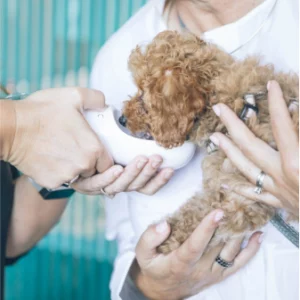 Vet practice treating a brown puppy