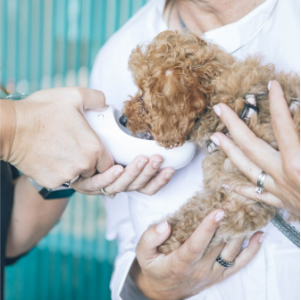 Vet practice treating a brown puppy