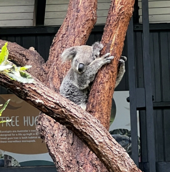 Koala bear on tree